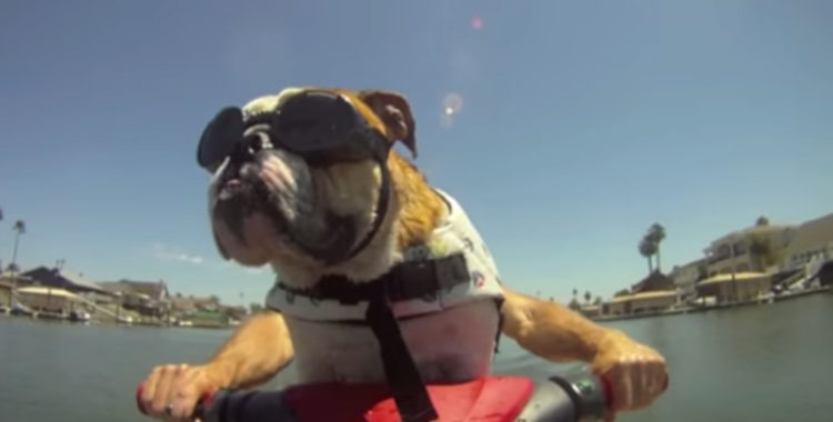 Whats up dog?