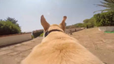 Hjälmkameratips: Hund