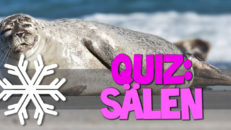 Quiz v. 51 – Sälen