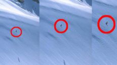 En flygtur vi minns: Sverre Liliequist flyger med fåglarna