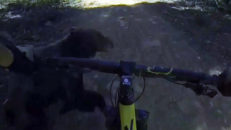 Cyklar på en björn