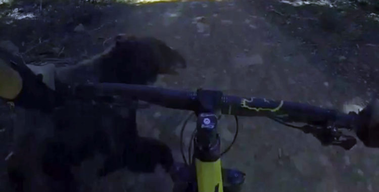 Bear with me