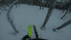 Tighta träd i Åre