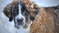 Hunden som sålts i mer än 500 000 exemplar
