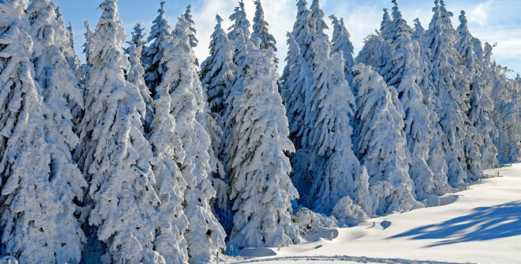 SÅ HÄR ska granarna helst se ut på de svenska skidorterna de kommande veckorna.