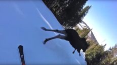 Älgvarning i pisten i Romme Alpin