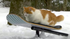 Kattvideo deluxe: den här missen kan åka snowskate