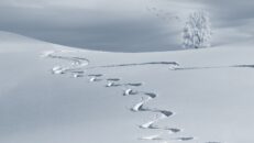 Besöker ni rätt skidort? Här är det mest snö i hela Sverige – nästan 2 meter