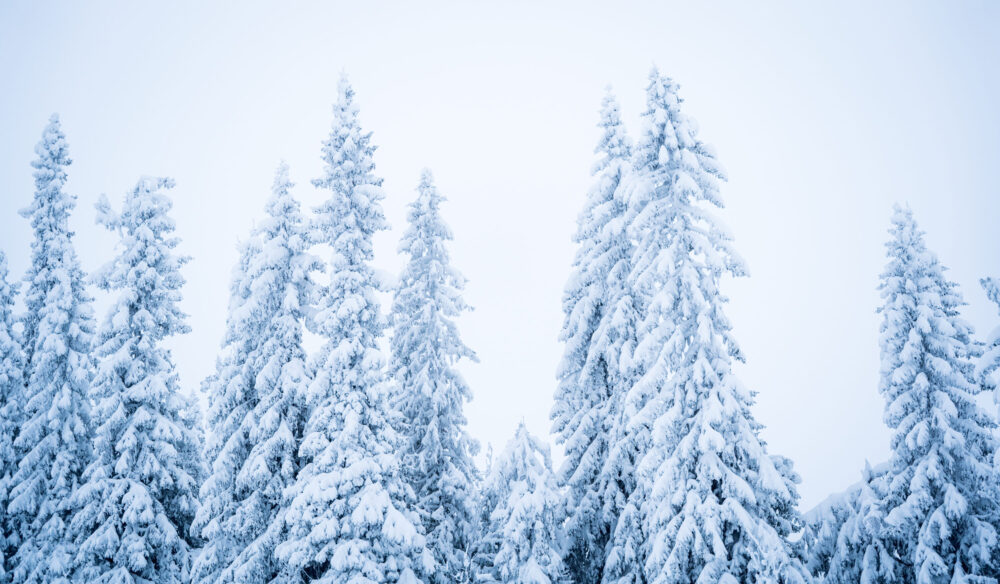 www.freeride.se