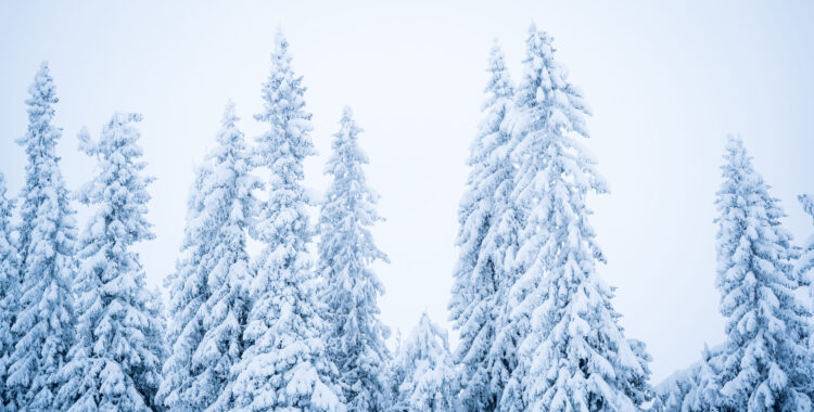 Snötäckta granar.